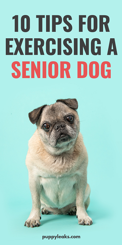 Tips for exercising senior dogs