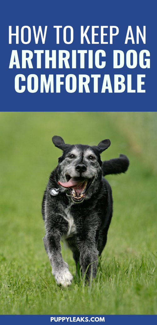 Keep arthritic dog comfortable