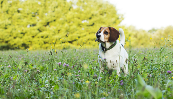 Tips For Exercising a Senior Dog