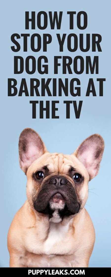 How I Stopped My Canine From Barking on the TV