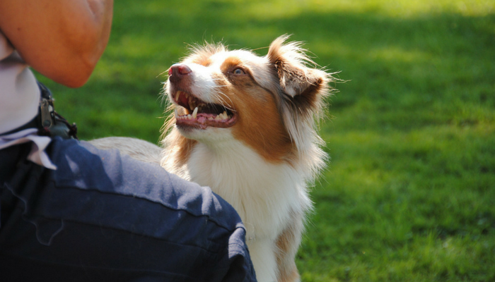 How to Clicker Train Your Dog