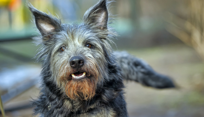 Study Finds Dogs Prefer to Earn Treats