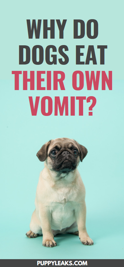 Why do dogs eat their own vomit