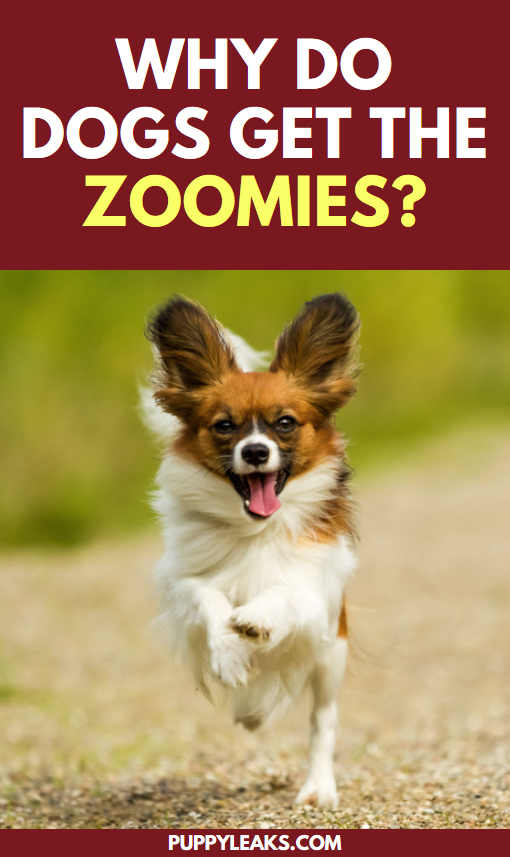 Why Do Dogs Get The Zoomies?