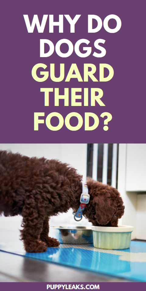 Why do dogs guard food