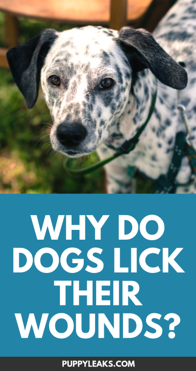 why dogs lick wounds