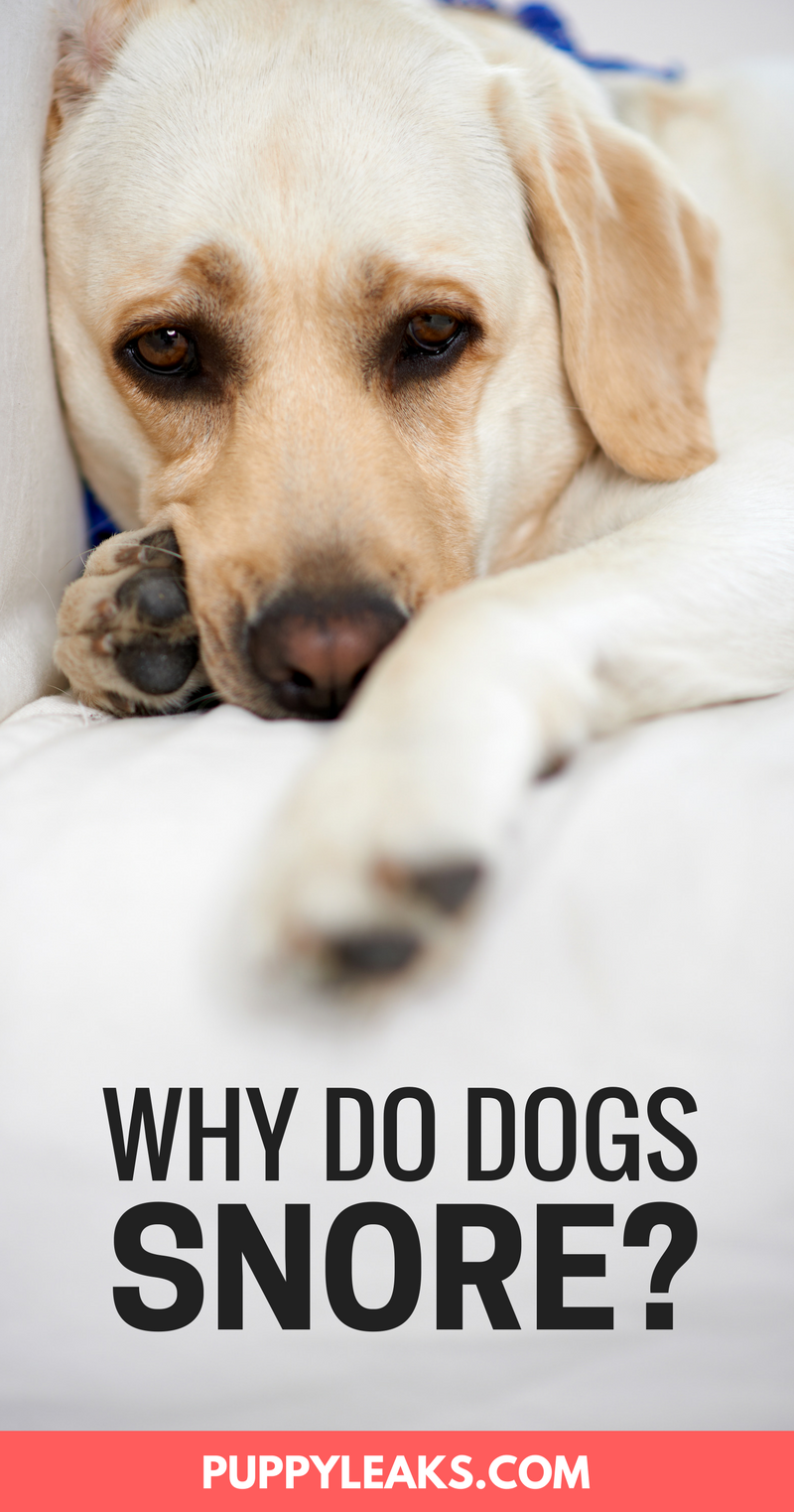 Why Do Dogs Snore?