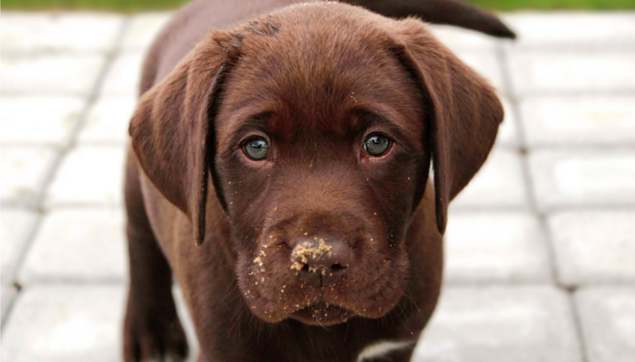 The Query I Wish to Ask Folks Who Give up Their Canines