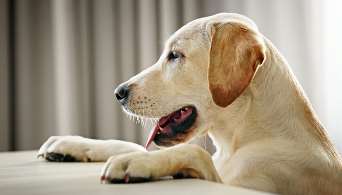 Tips on how to Gradual Down Your Canine’s Consuming