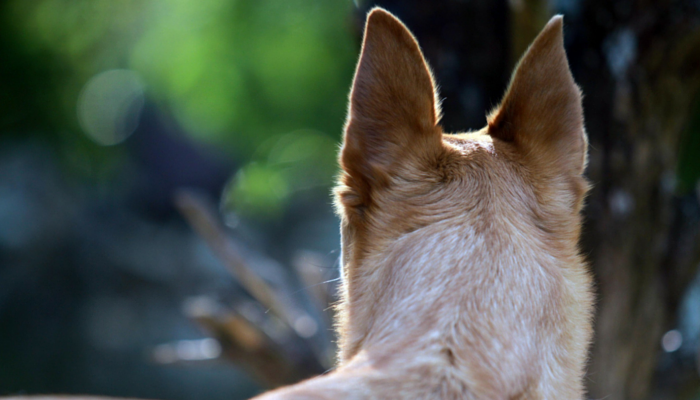 The Science Behind How Canines Discover Their Means House