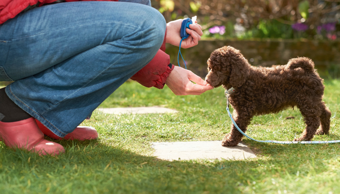 How you can Get Began With Clicker Coaching Your Canine