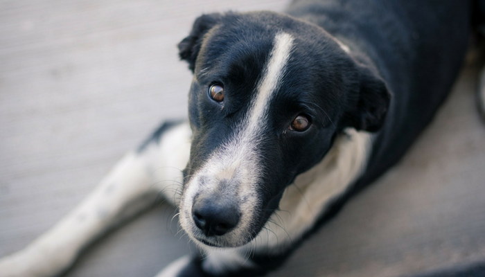 5 Myths About Managing Separation Nervousness in Canine