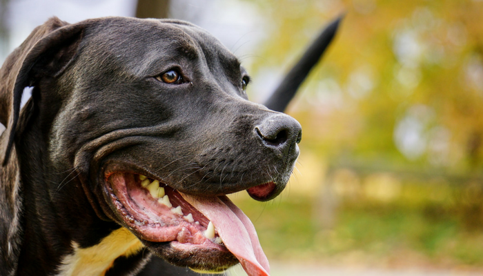 Why Do Canine Take So Lengthy to Poop?