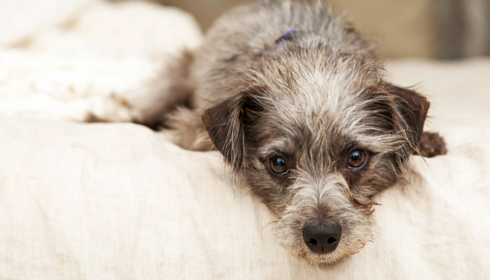 10 Methods to Assist Preserve Your Arthritic Canine Comfy