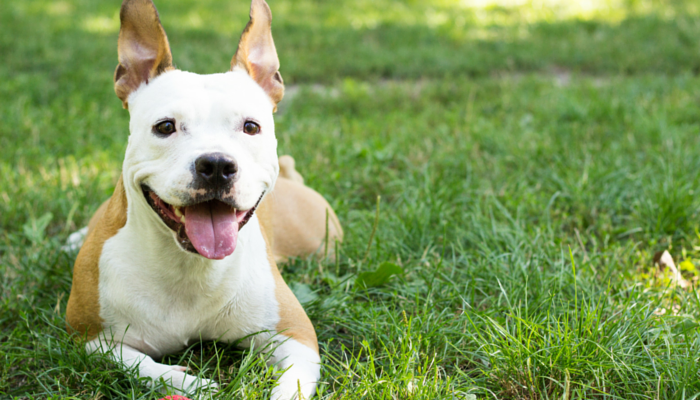 Feeding Your Canine Much less Might Lead To A Longer Life