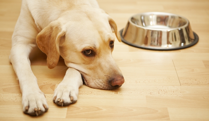 Why Do Canines Guard Their Meals?