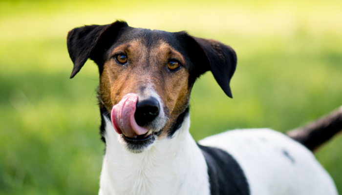 The way to Preserve Your Canine From Licking Their Wounds