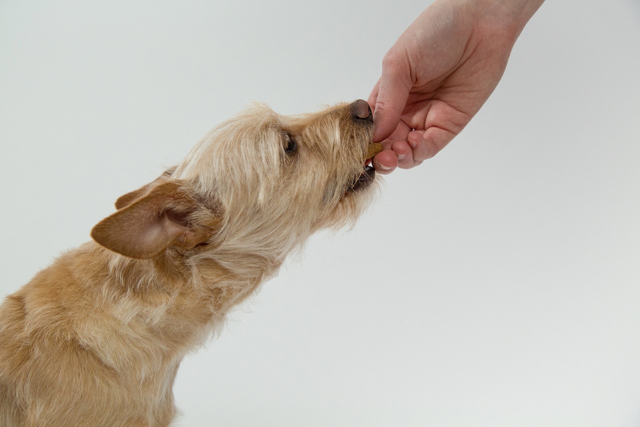 7 Suggestions For Getting Your Canine To Take Their Capsules