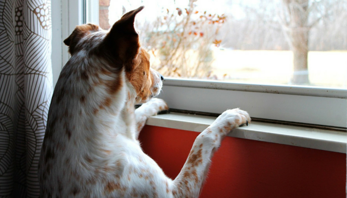 5 Ideas for Managing Canine Separation Nervousness