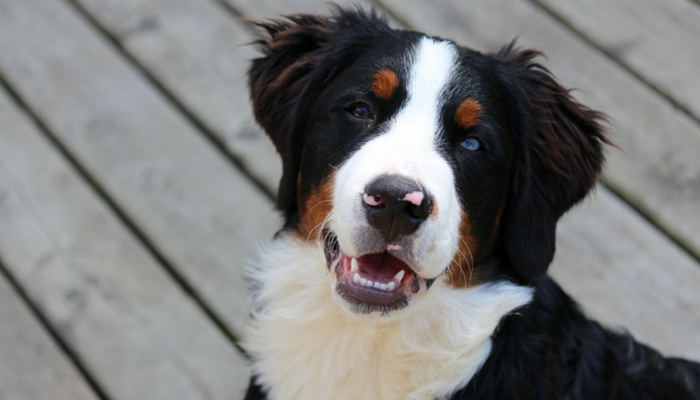 Examine Finds Canines Favor To Earn Treats