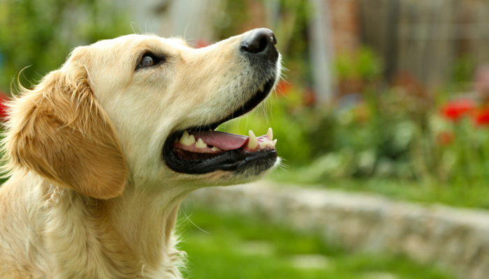 Is Your Canine Sneaky? Examine Finds Canine Use Deception on People