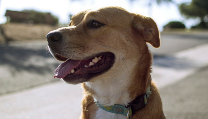 Do Canine Have Their Personal Poop Compass?