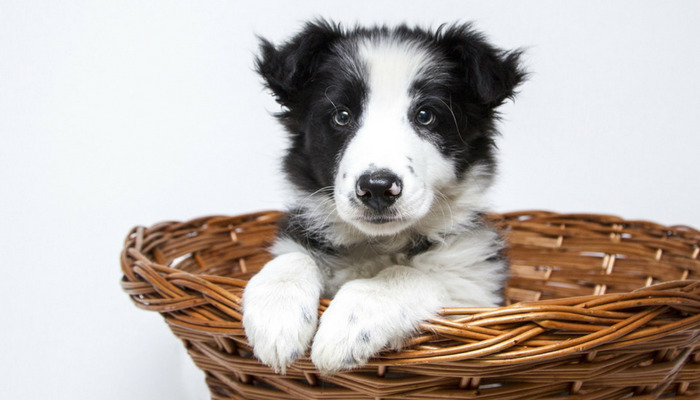 How Lengthy Does It Take to Potty Practice a Pet?