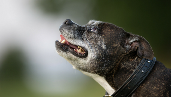 10 Suggestions For Exercising a Senior Canine