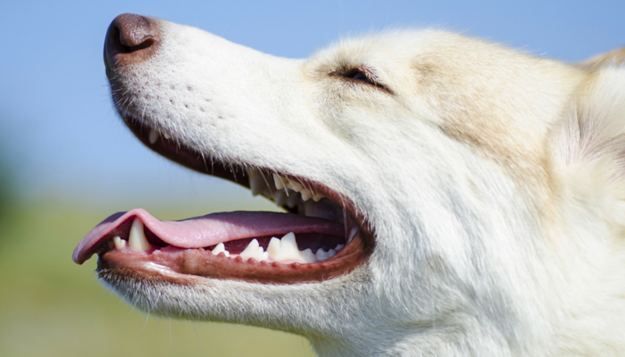 The Advantages of Brushing Your Canines Enamel Each Day