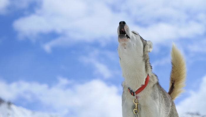 Why Do Canines Howl? – Pet Leaks